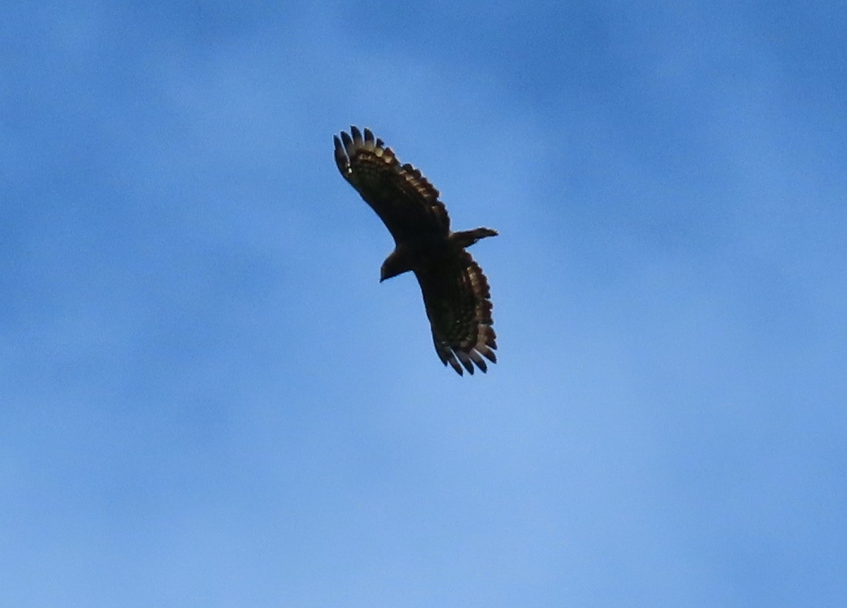 Sulawesi Serpent-Eagle - ML599548391