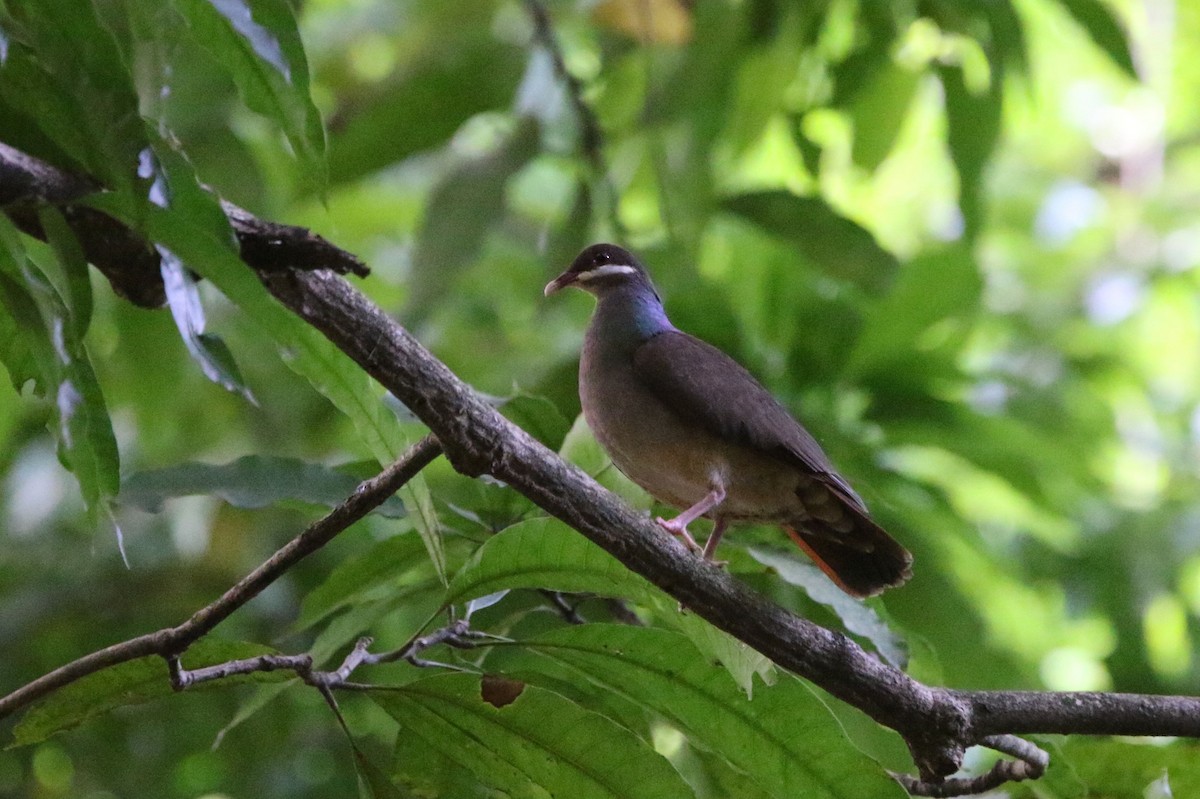 Bridled Quail-Dove - Olivier Langrand
