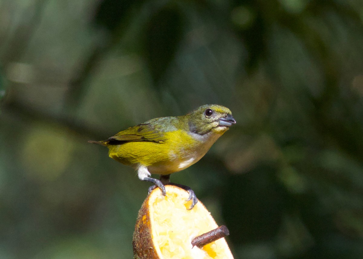 Chestnut-bellied Euphonia - ML599548611