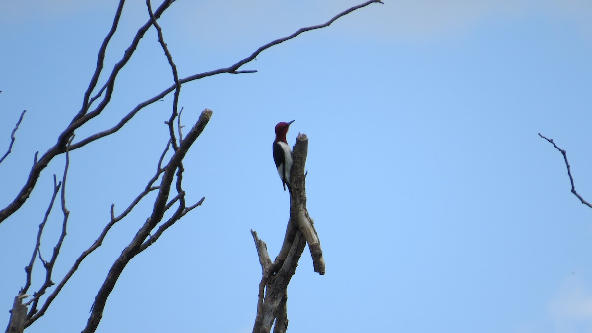 Red-headed Woodpecker - ML59954871