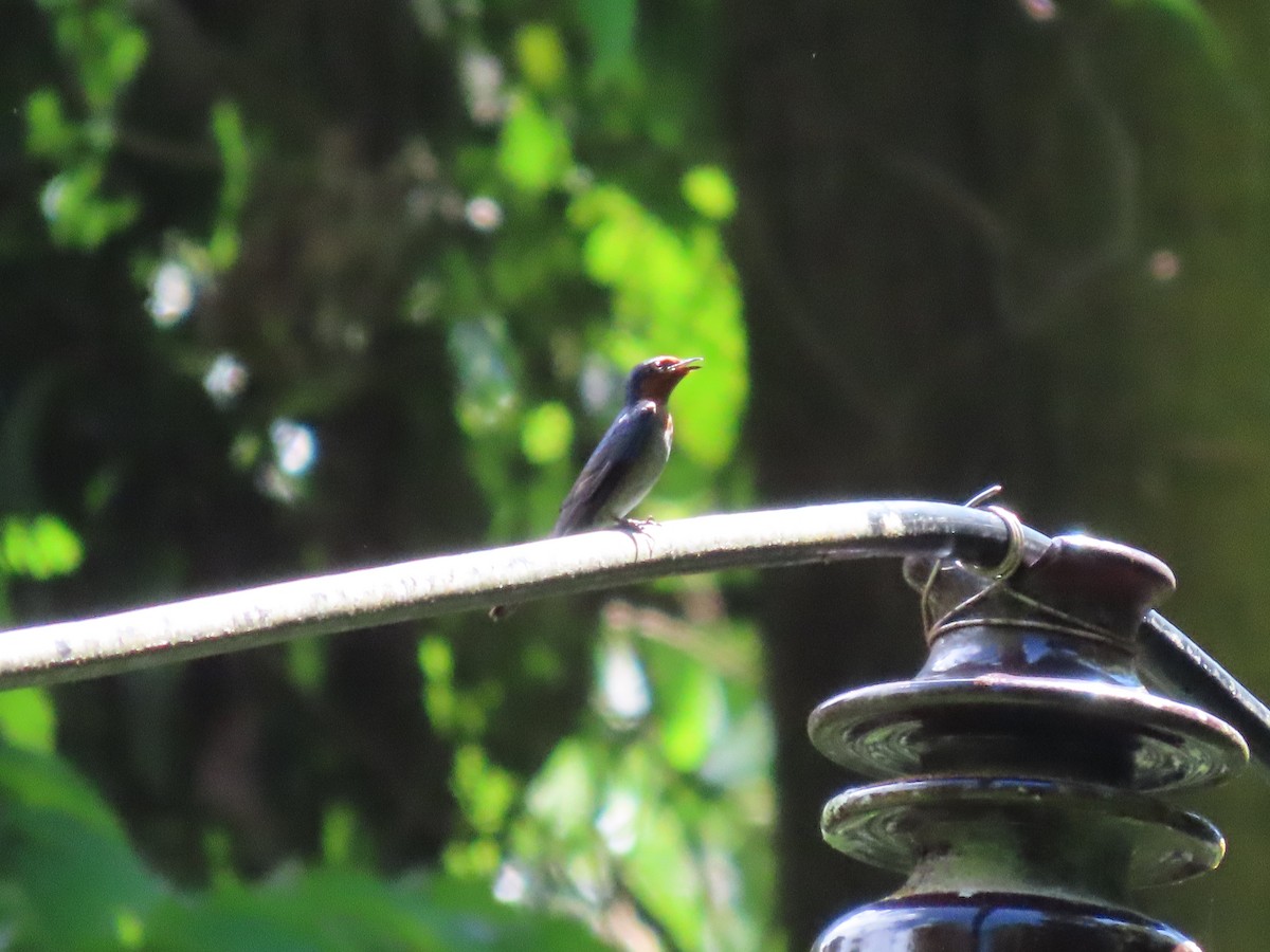 Golondrina del Pacífico - ML599549011