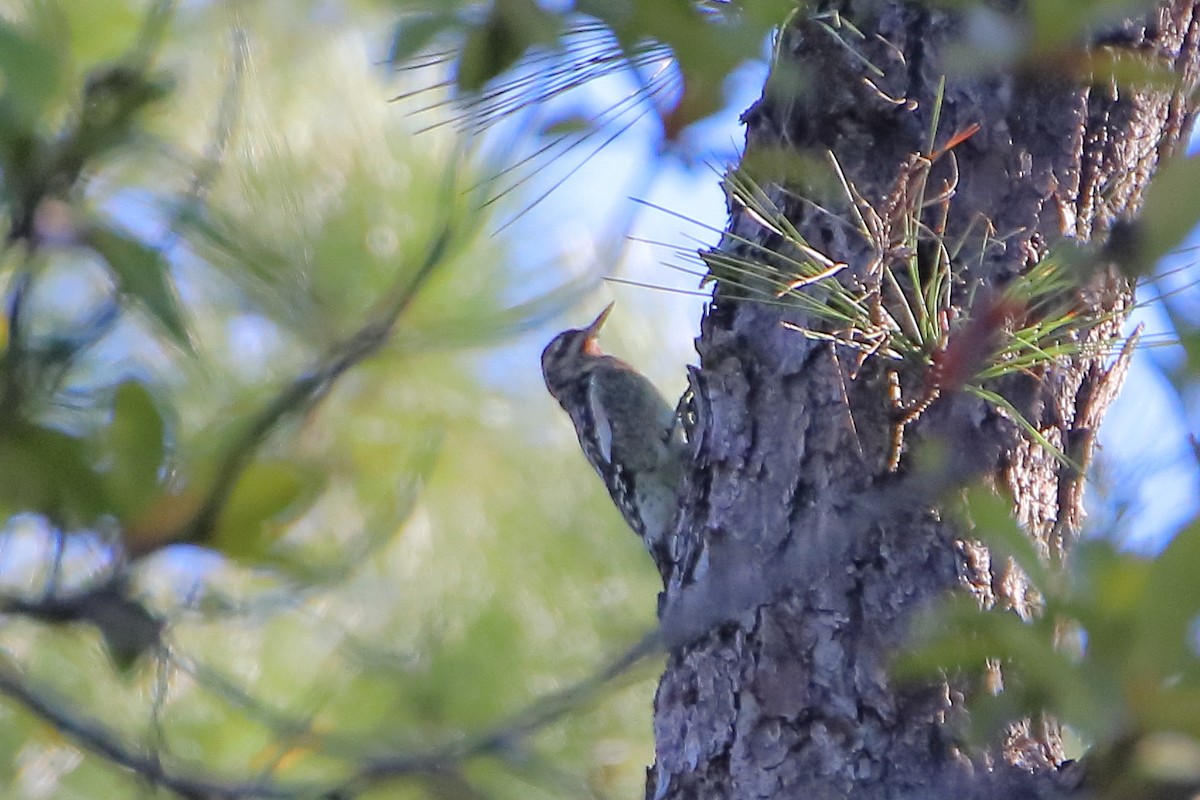 Yellow-bellied Sapsucker - ML599550691