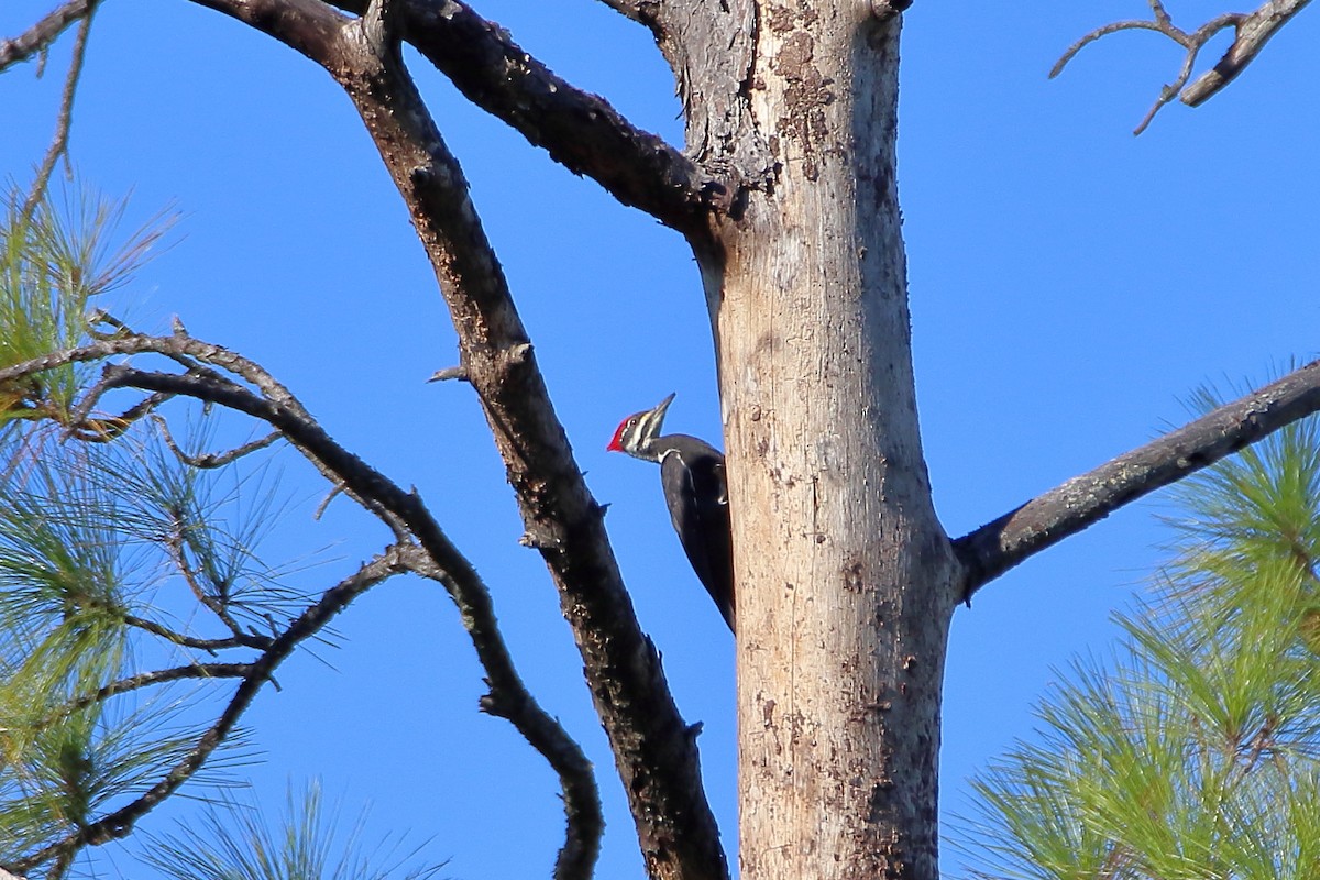 Pileated Woodpecker - Daniel  Bellich