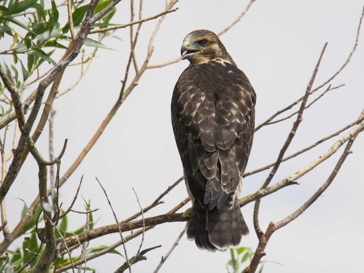 Red-tailed Hawk - ML599551101