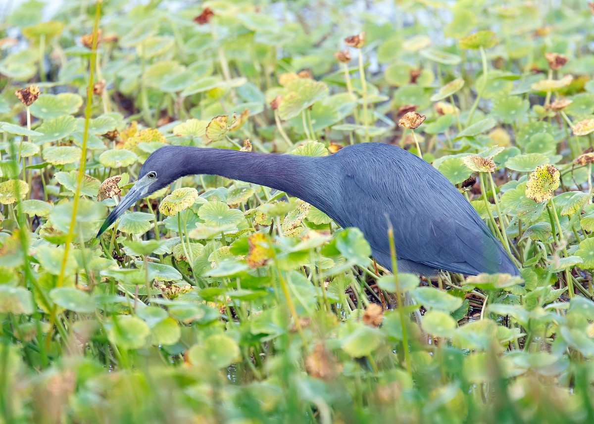 Little Blue Heron - Julio Mulero