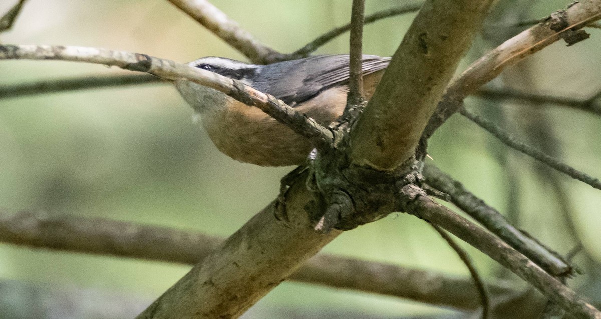 Red-breasted Nuthatch - ML599553101