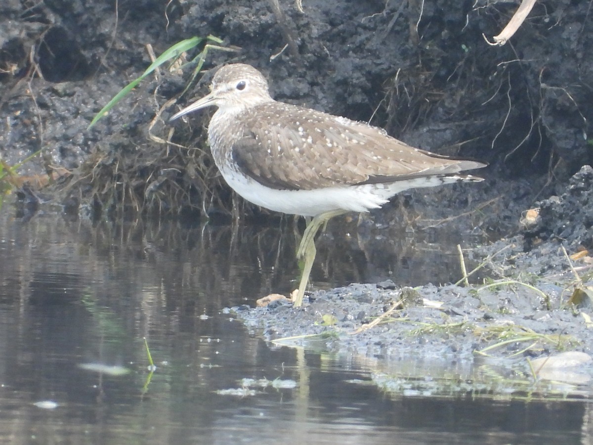 Solitary Sandpiper (solitaria) - ML599553251