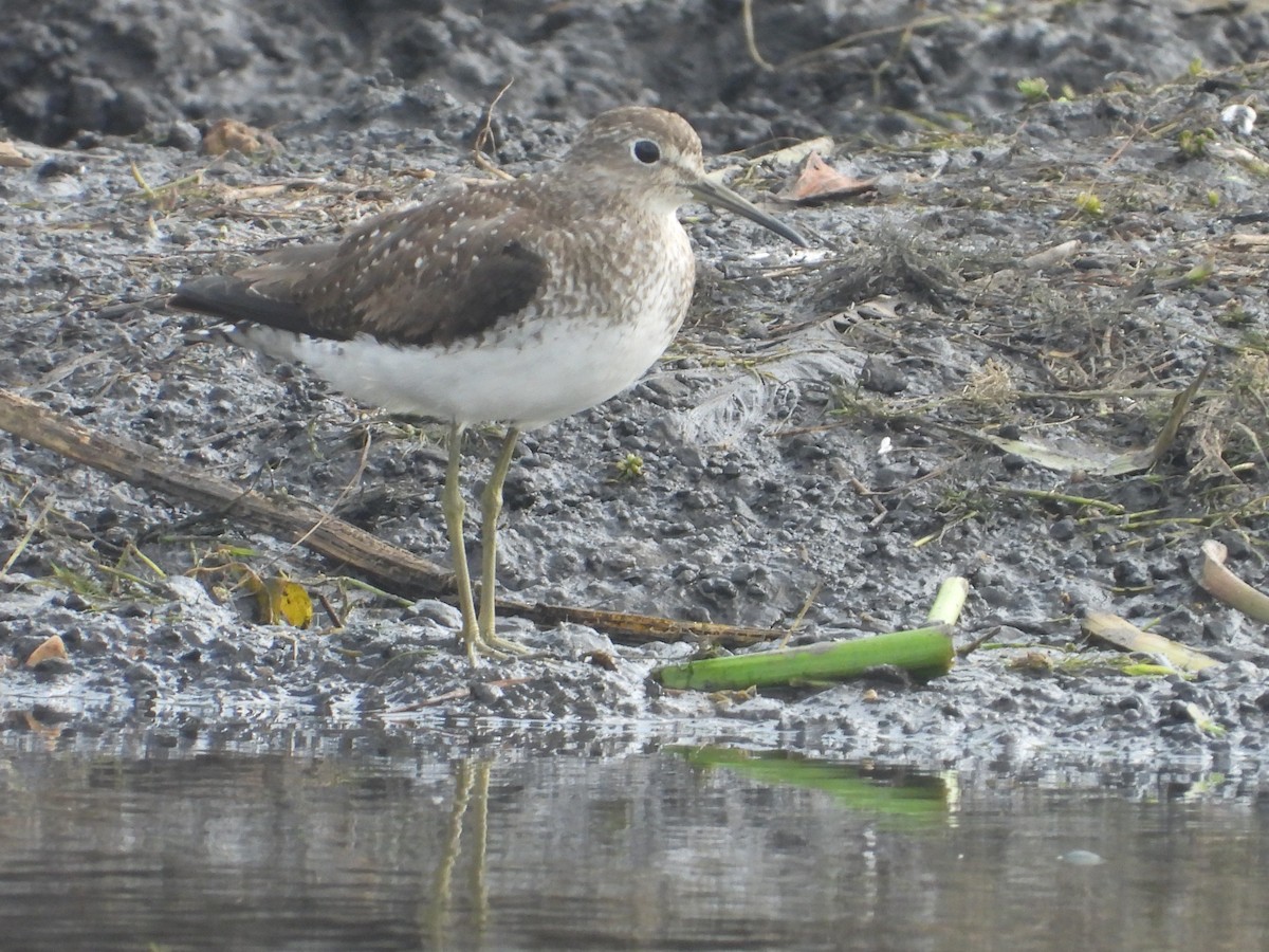 Solitary Sandpiper (solitaria) - ML599553311