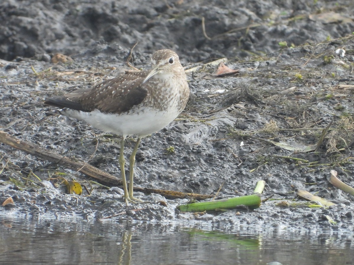 Solitary Sandpiper (solitaria) - ML599553331