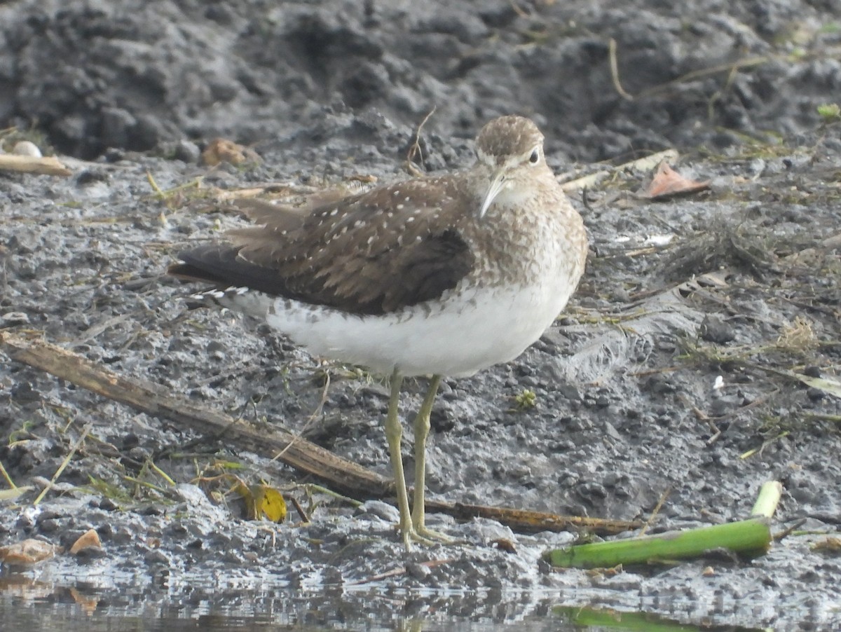 Solitary Sandpiper (solitaria) - ML599553351