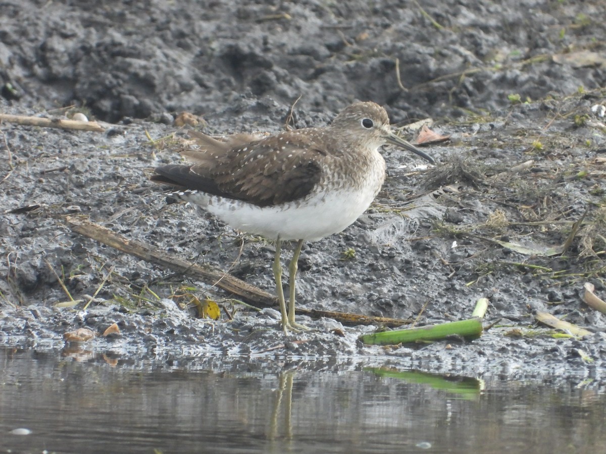 Solitary Sandpiper (solitaria) - ML599553431