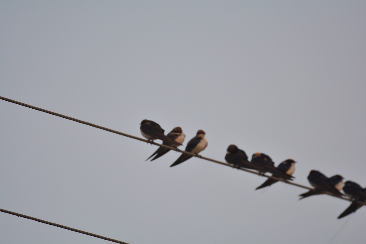 Wire-tailed Swallow - ML59955511