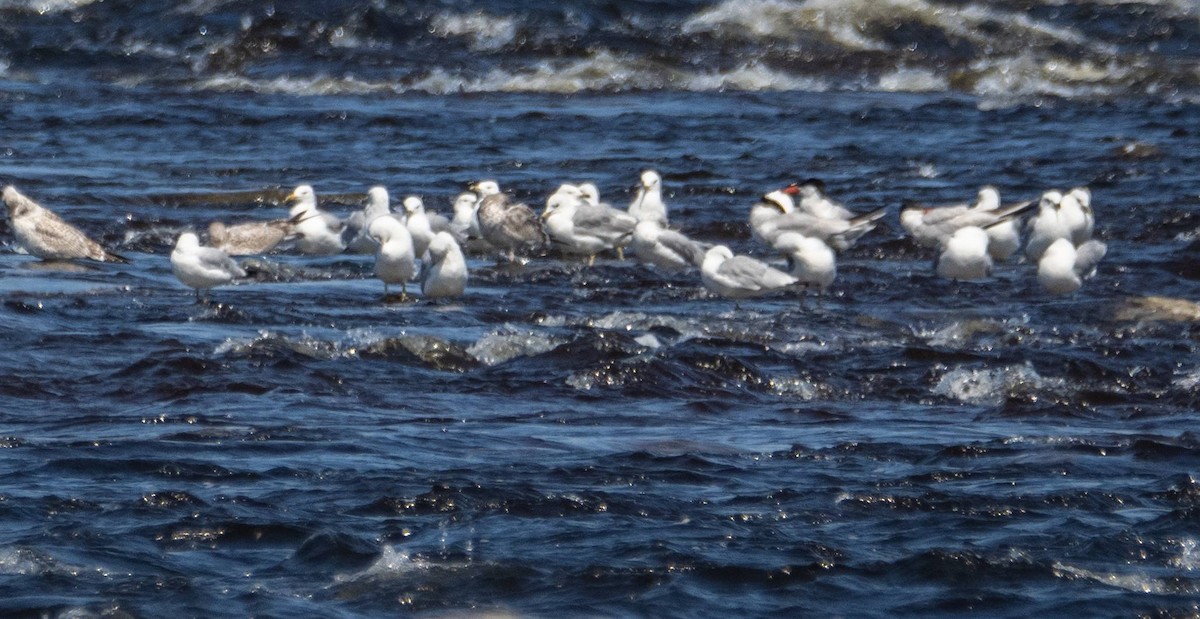 Caspian Tern - Matt M.