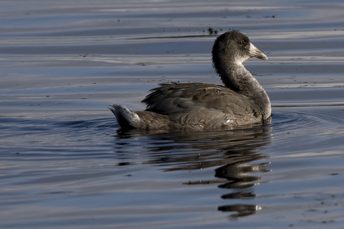 American Coot - Ted Keyel