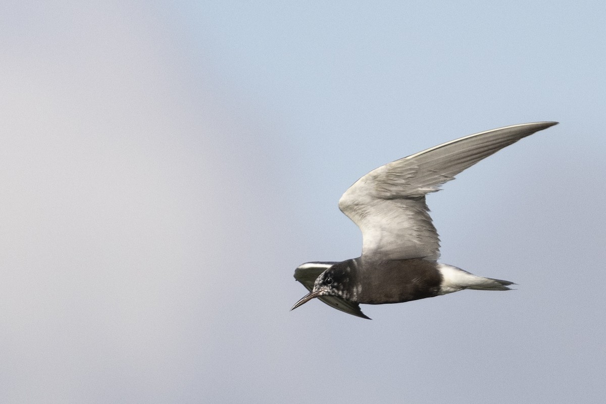 Black Tern - ML599555501