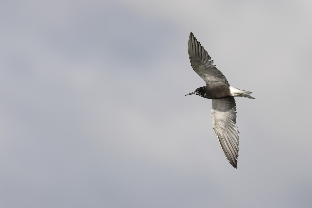 Black Tern - ML599555511