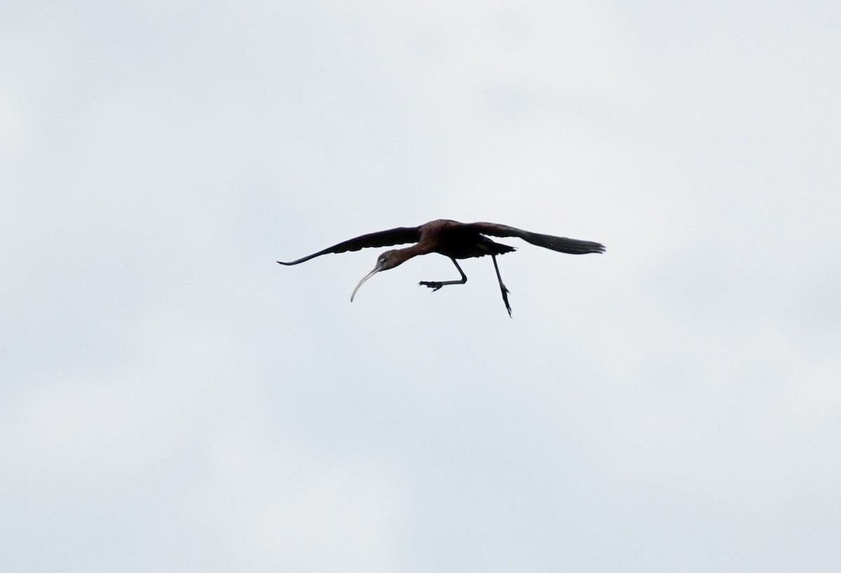 Glossy Ibis - ML599556001