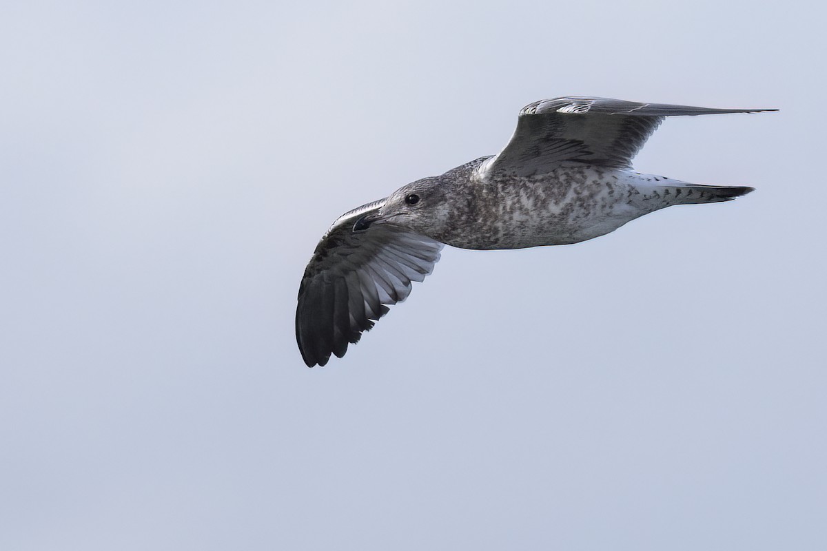 Ring-billed Gull - ML599556091