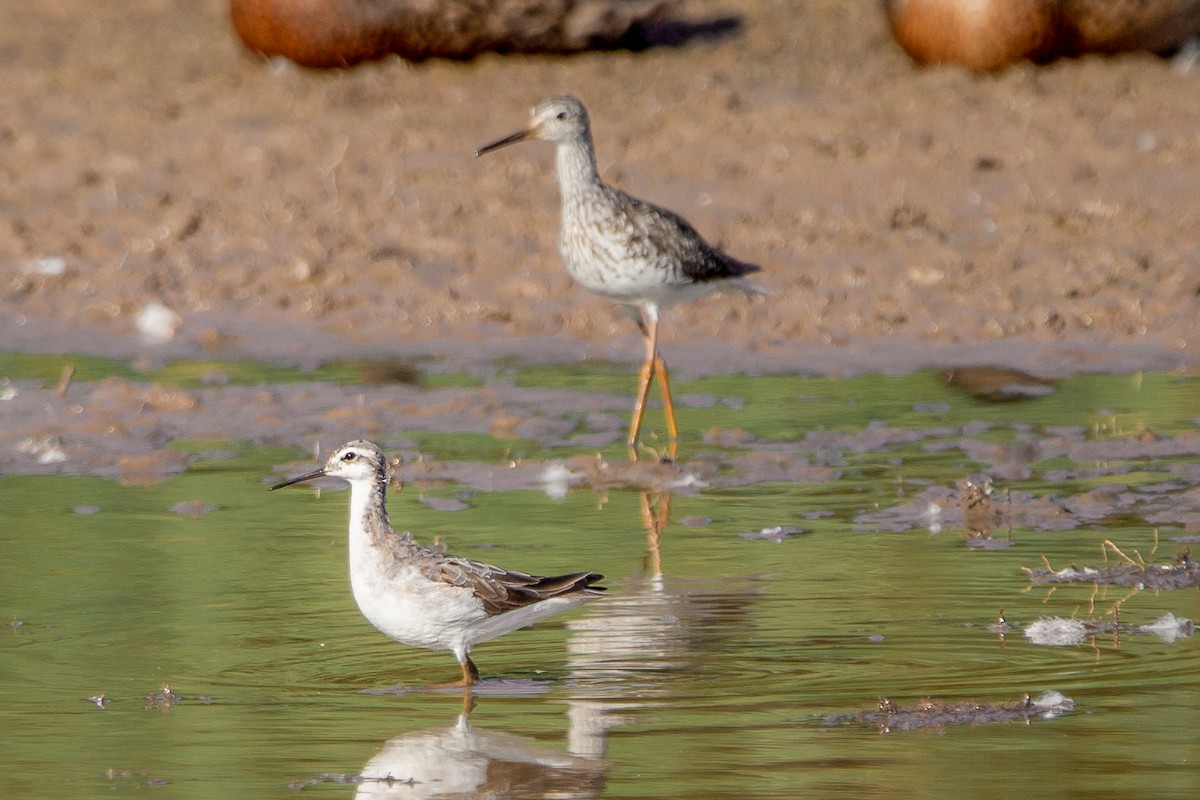 hvithalesvømmesnipe - ML599556301