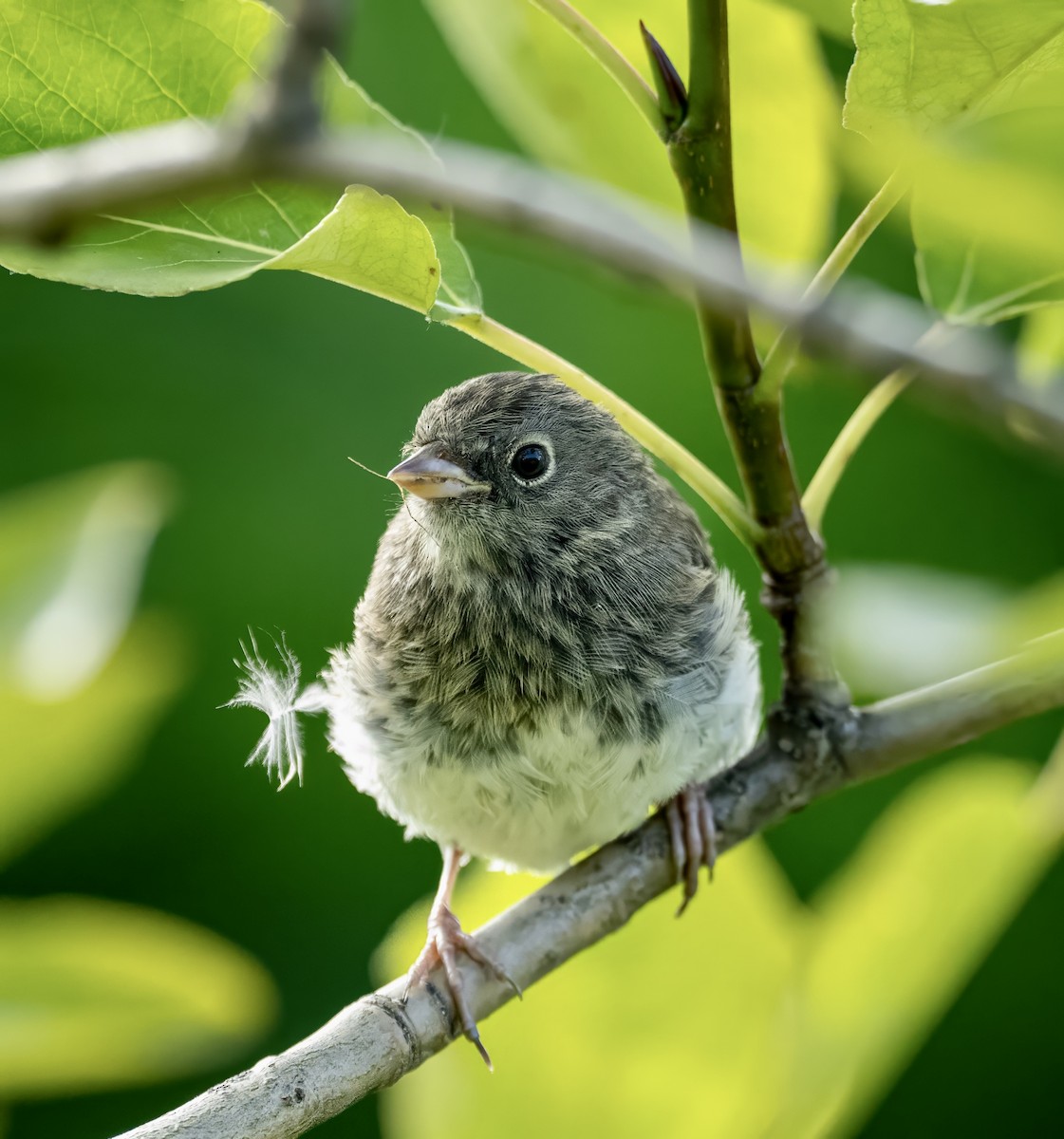 Dark-eyed Junco - ML599558961