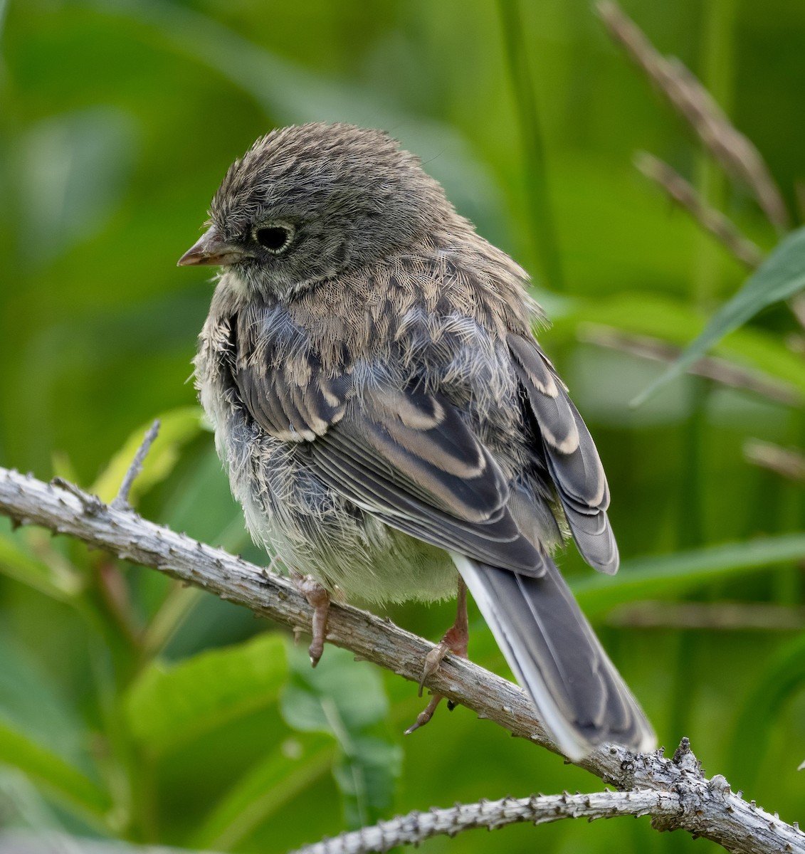 Dark-eyed Junco - ML599558971