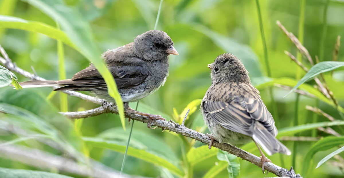 Dark-eyed Junco - ML599558981