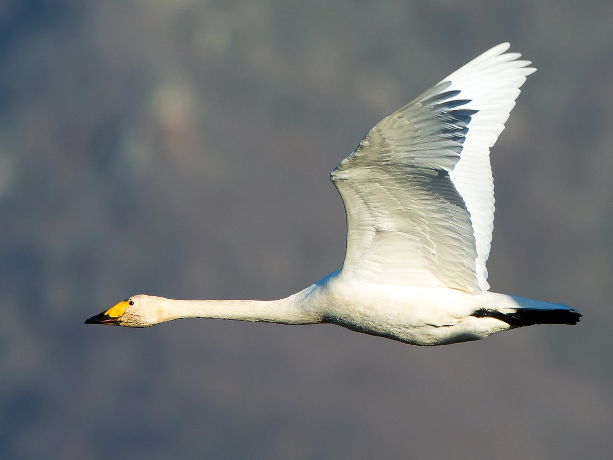 Adult (Bewick's)