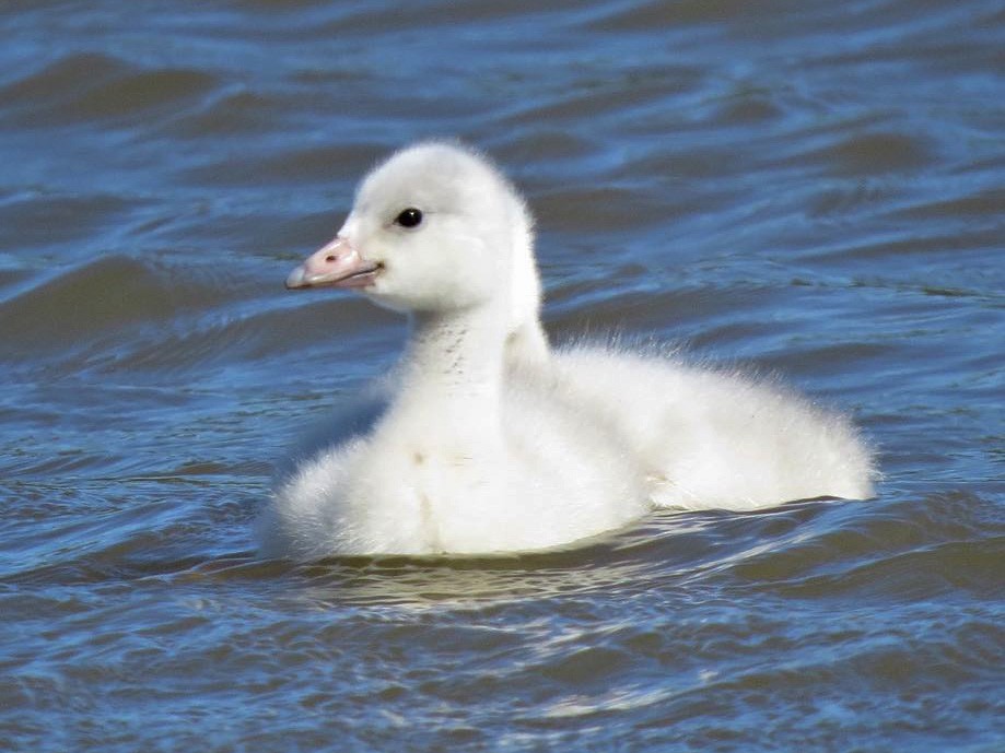 Juvenile (Whistling)