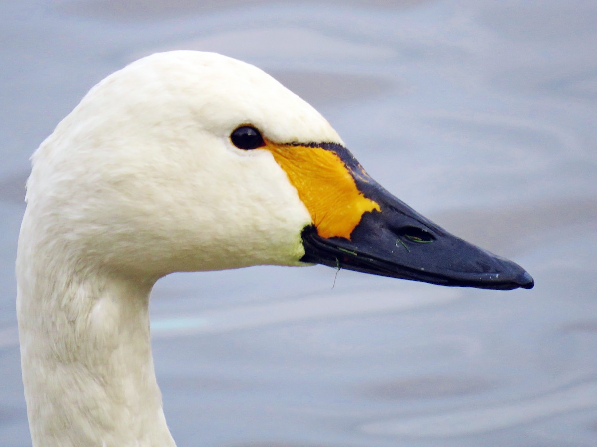 Adult (Bewick's)