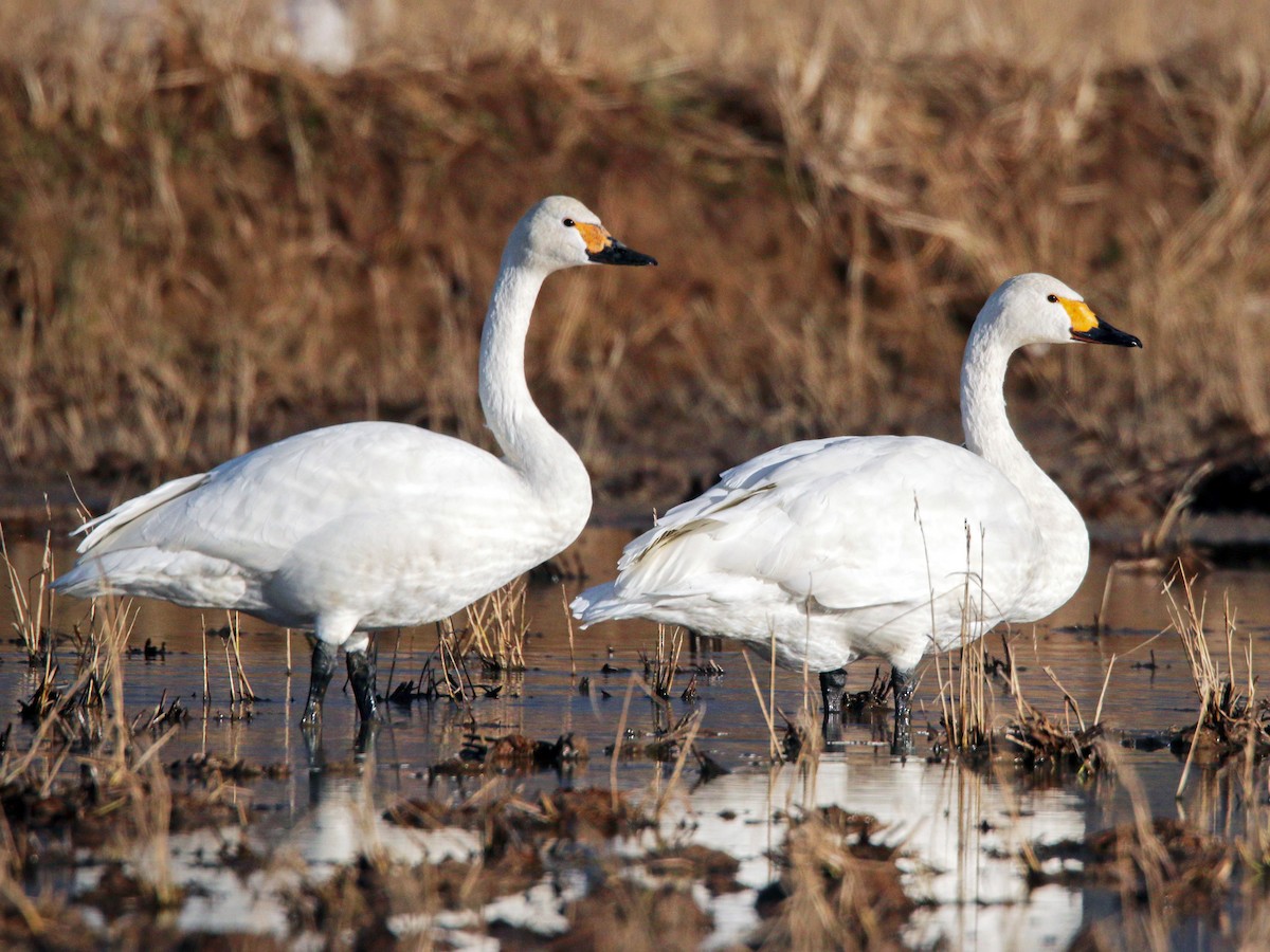 Adult (Bewick's)