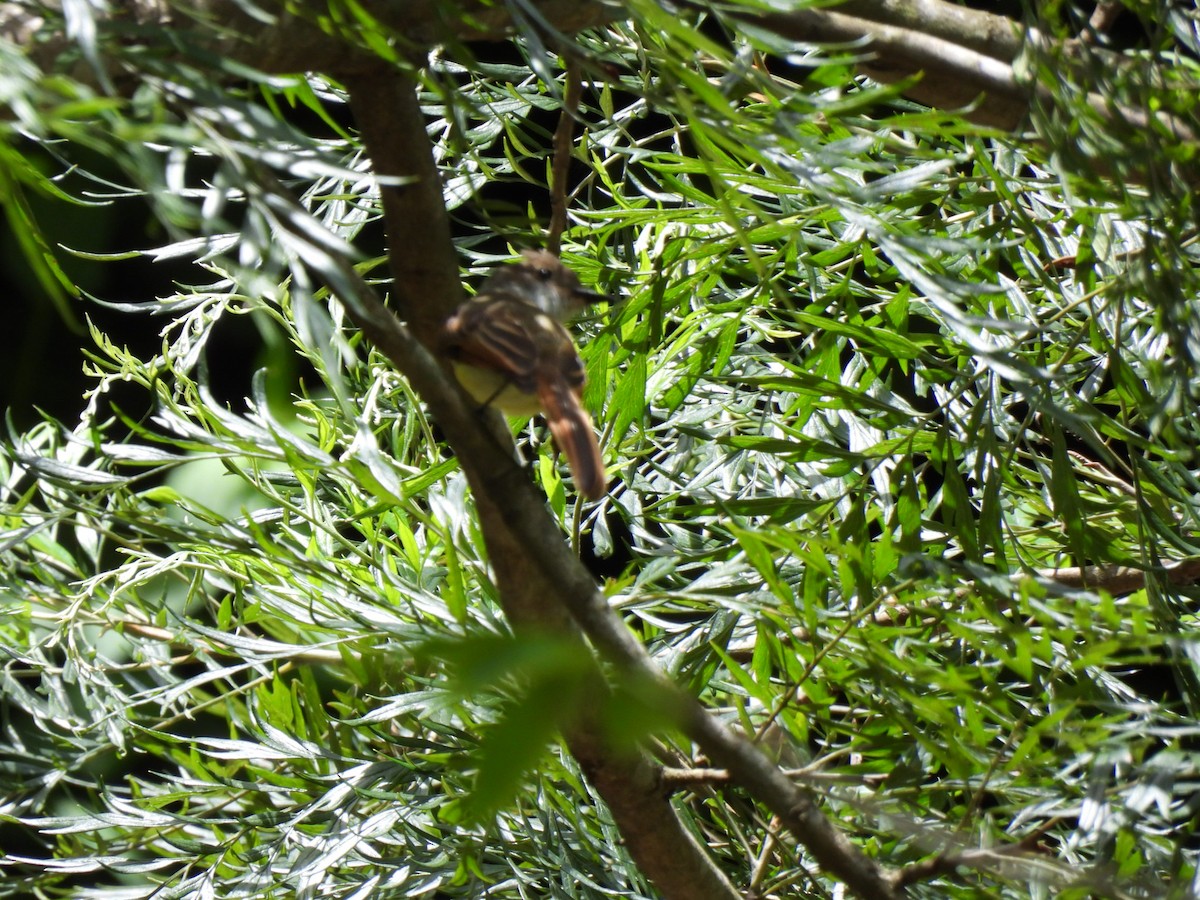 Dusky-capped Flycatcher - ML599560421