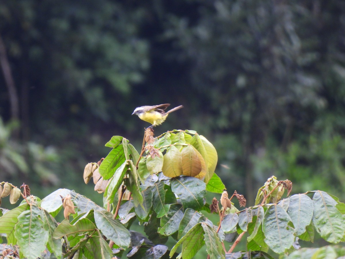 Social Flycatcher - ML599560541