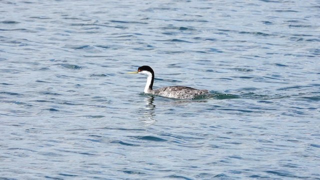 Western Grebe - ML599560741