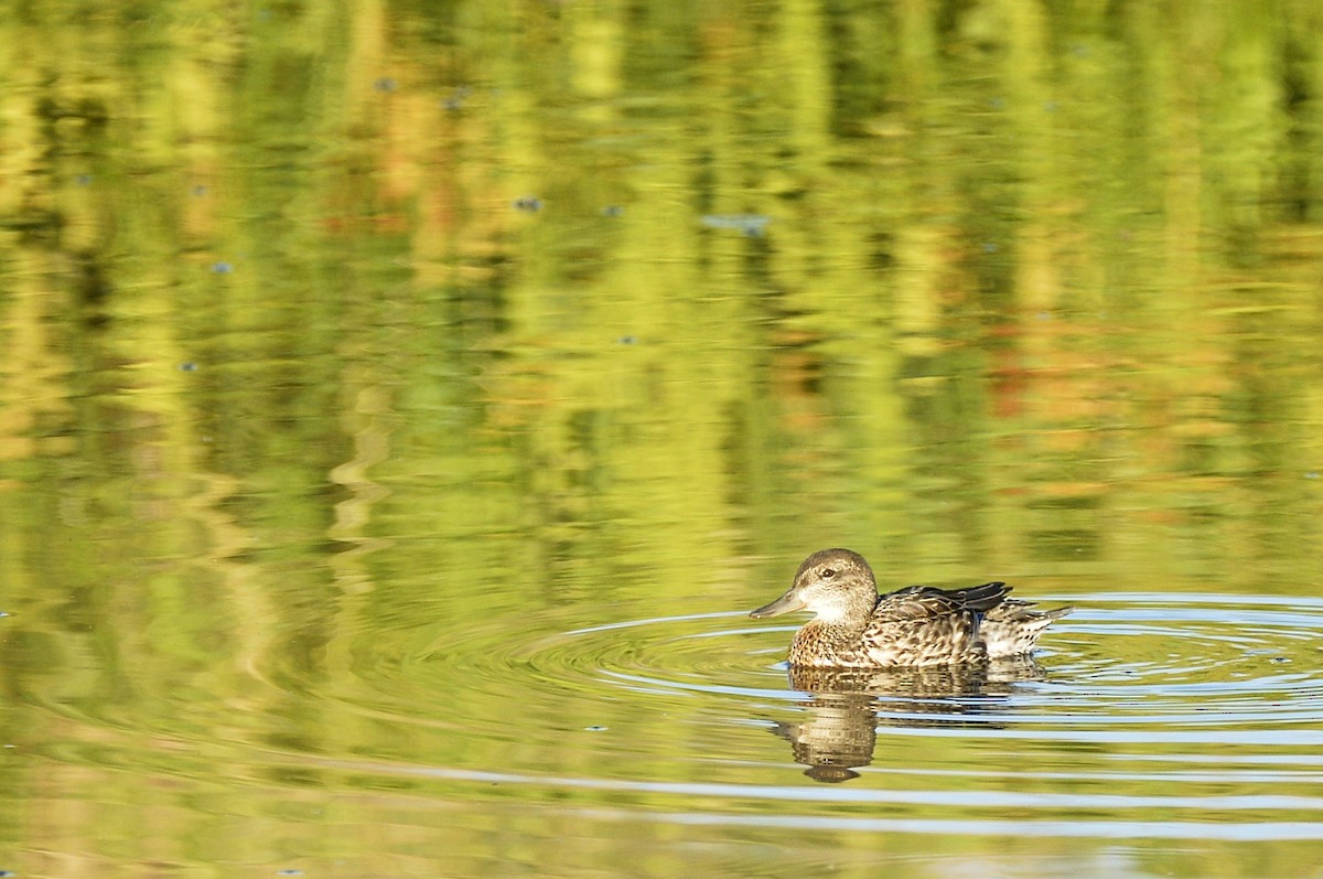 Green-winged Teal (American) - ML599560951