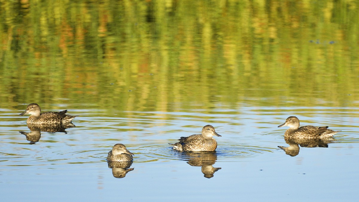 Green-winged Teal (American) - Asher  Warkentin