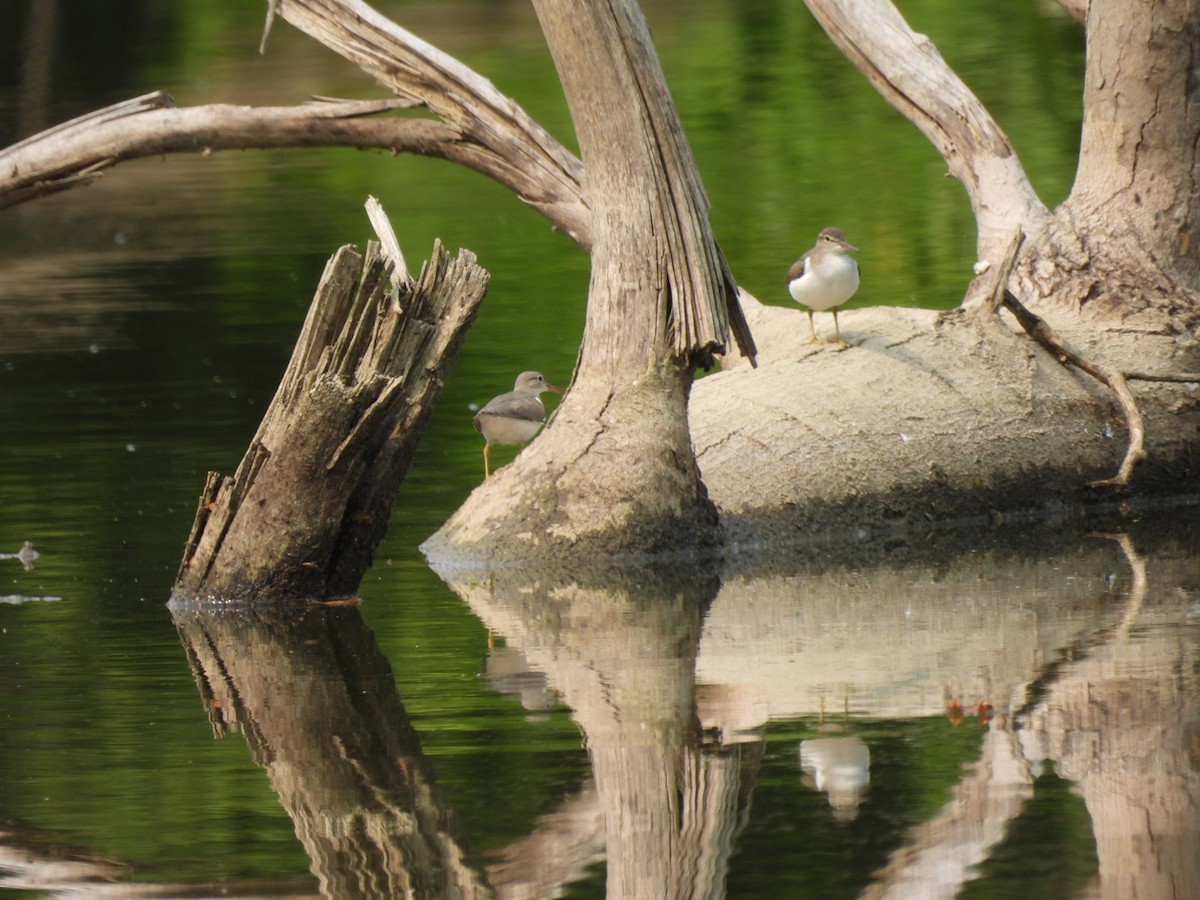 Spotted Sandpiper - ML599561721