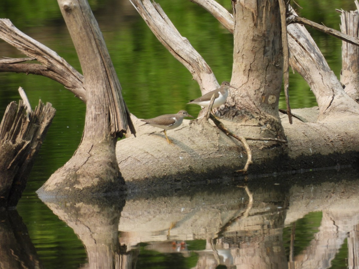 Spotted Sandpiper - ML599561811