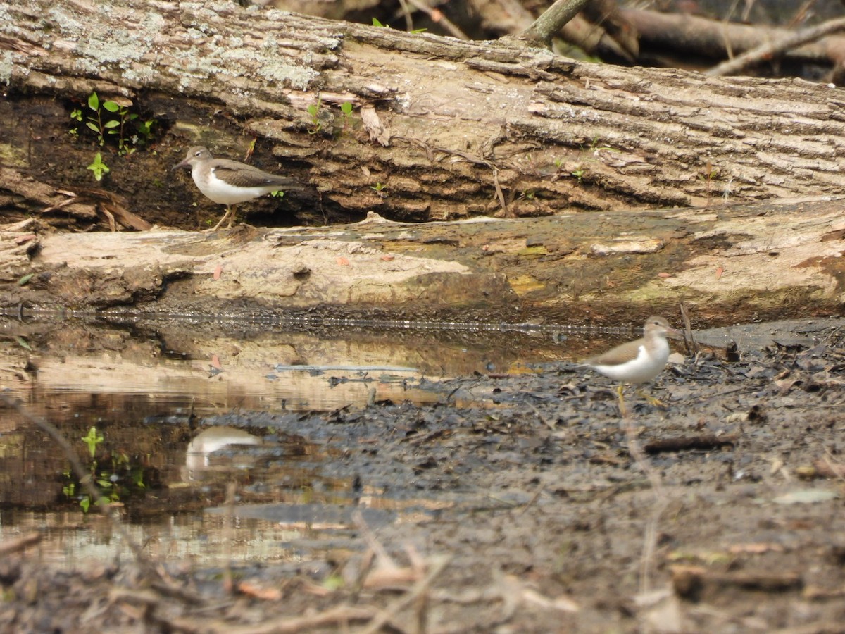 Spotted Sandpiper - ML599561921