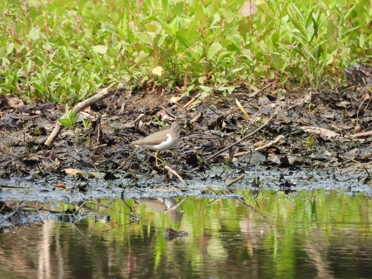 Spotted Sandpiper - ML599562001