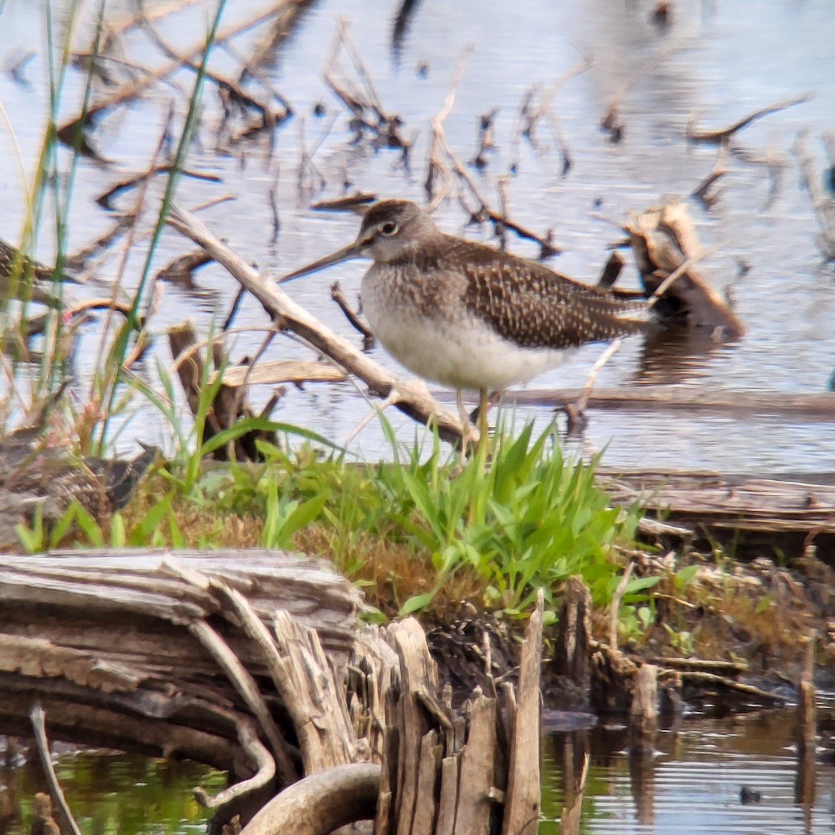 Greater Yellowlegs - ML599562291