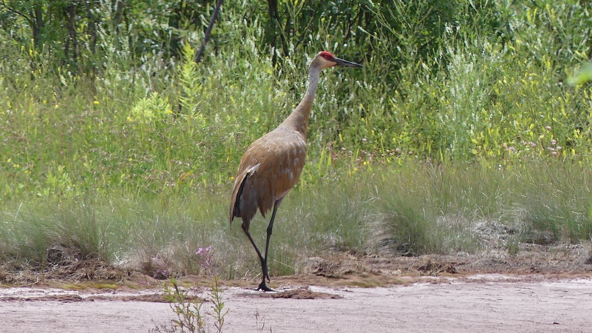 Grulla Canadiense - ML599563031