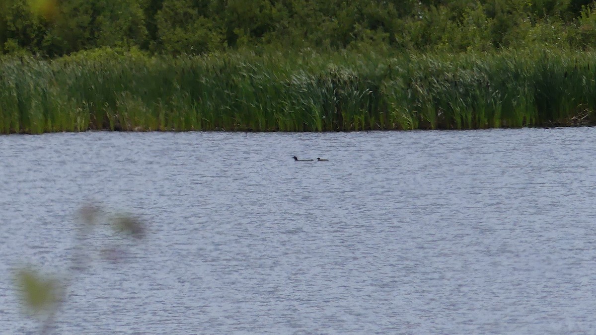 Common Loon - ML599563111