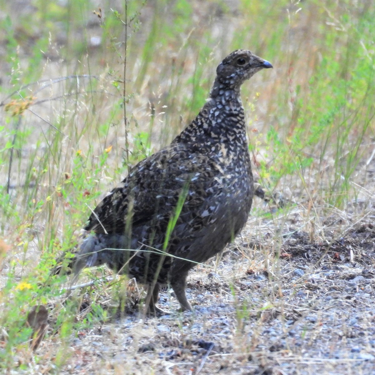 Sooty Grouse - Lalla Pudewell
