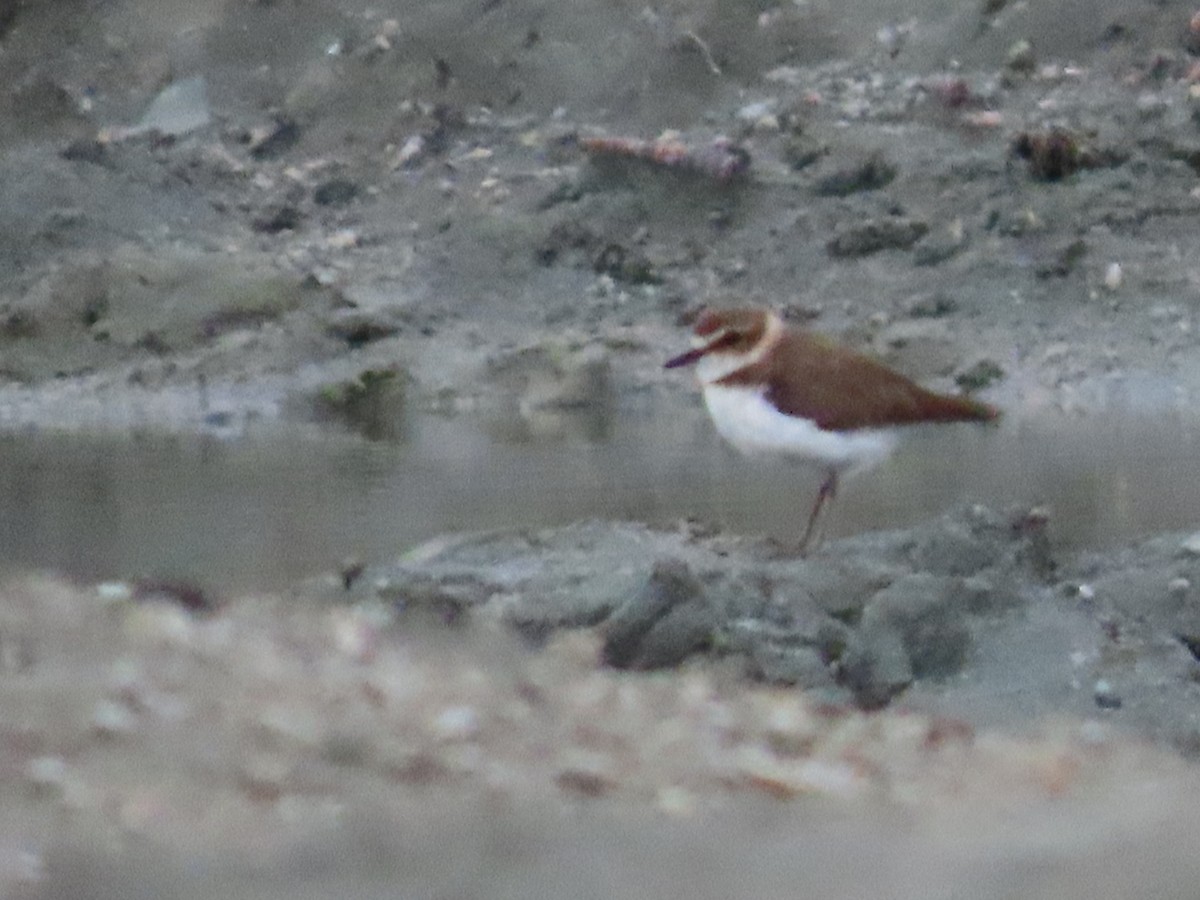 Javan Plover - ML599563911