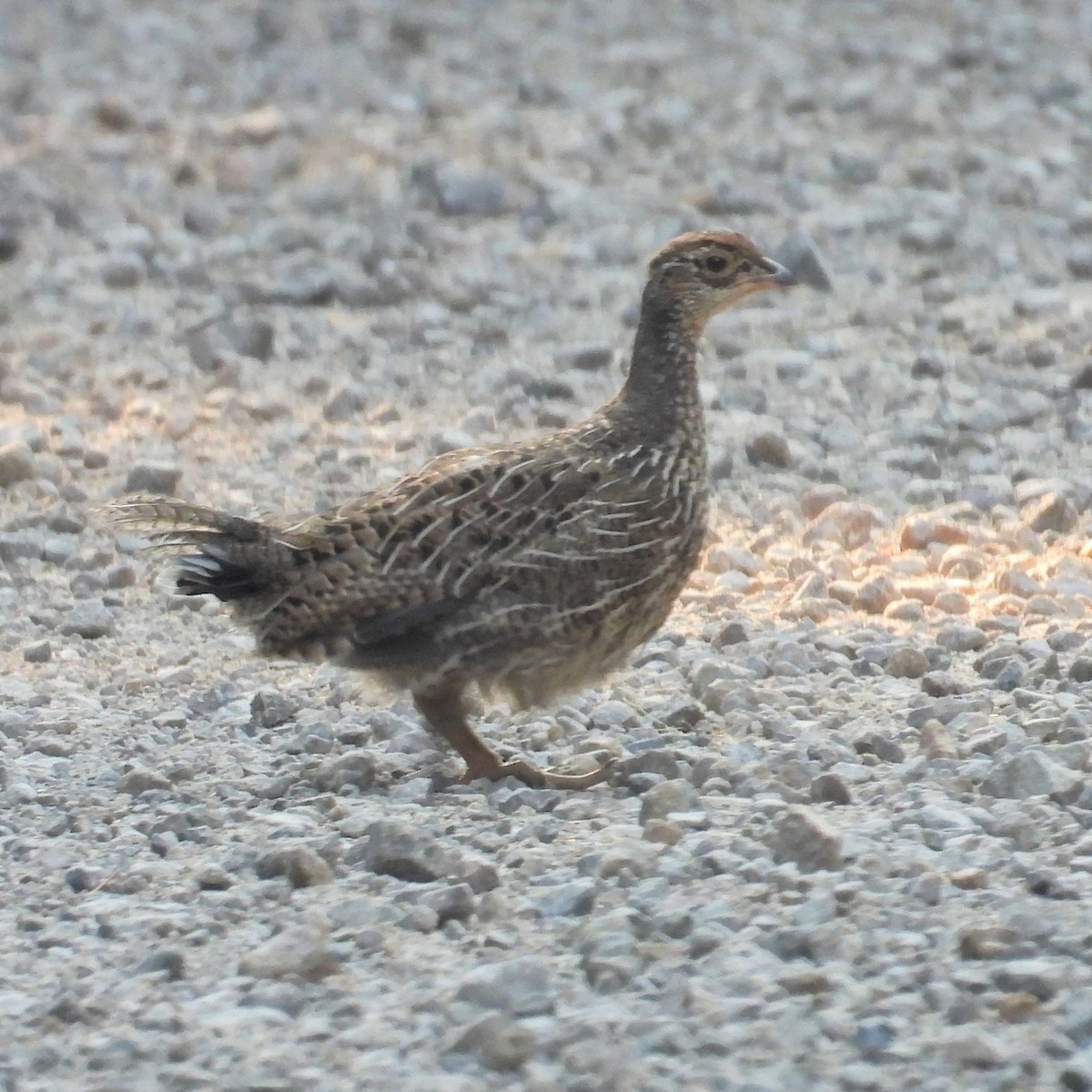 Sooty Grouse - ML599563961