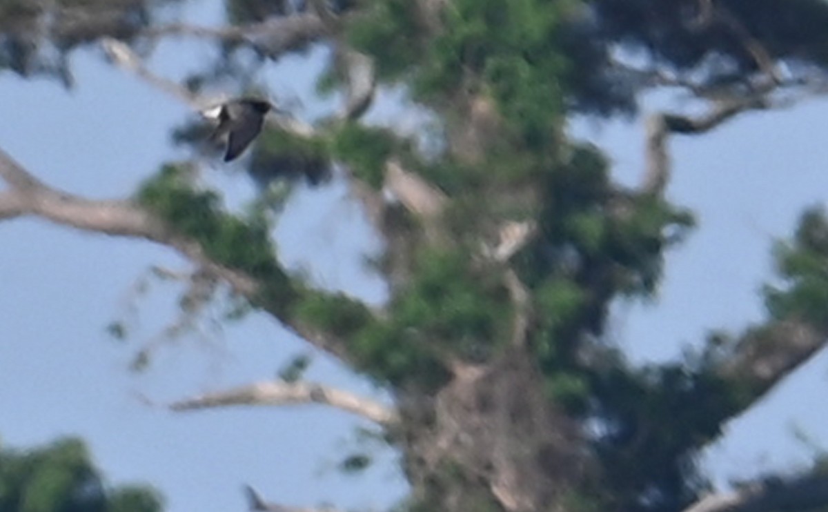 Black Tern - ML599564131