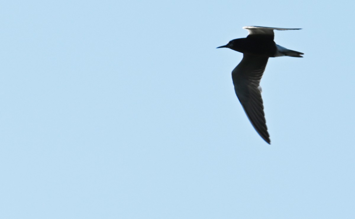 Black Tern - ML599564201