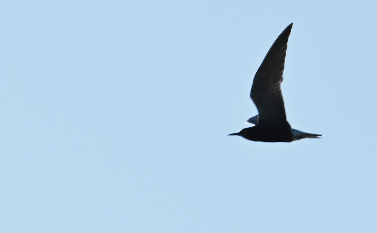 Black Tern - ML599564231