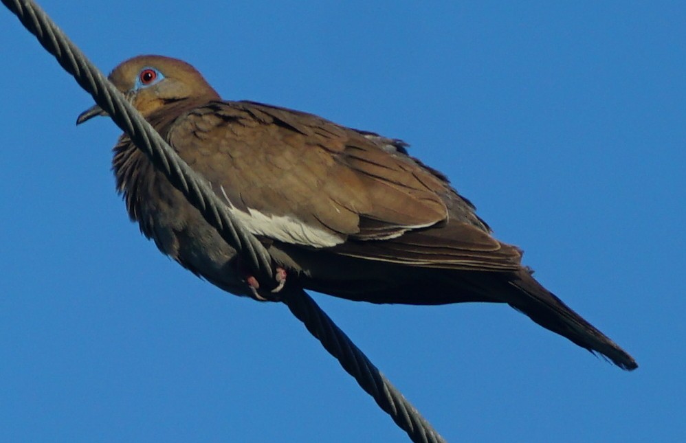 White-winged Dove - ML599564571