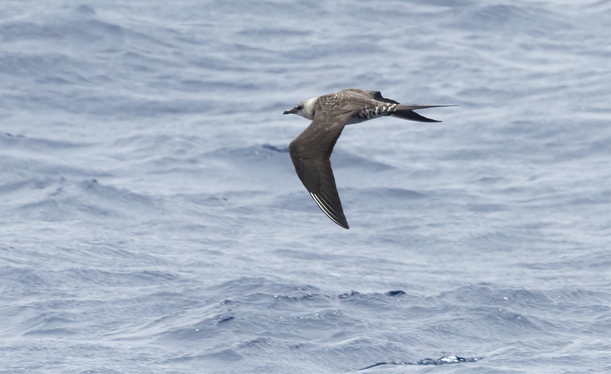 Long-tailed Jaeger - ML599564581